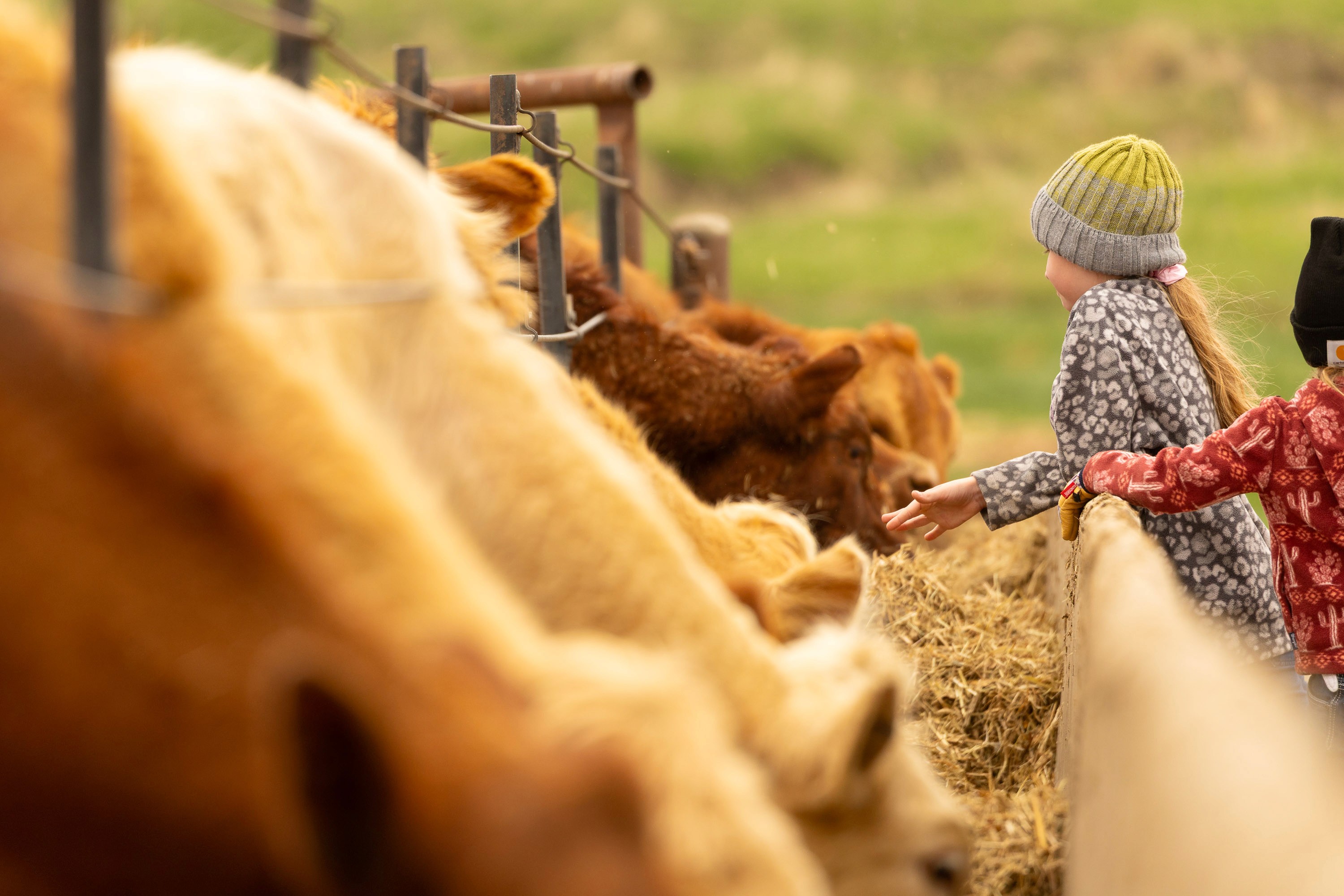 kids with cows photographer